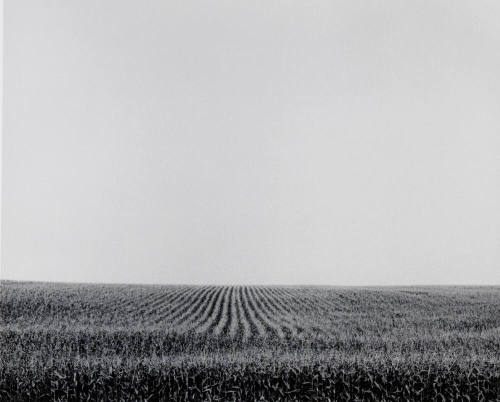 Cornfield, Jackson County, Iowa