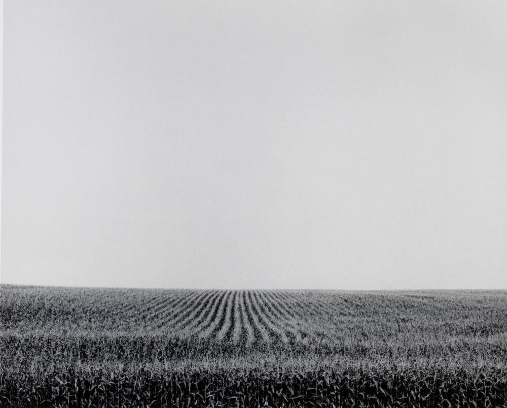 Cornfield, Jackson County, Iowa