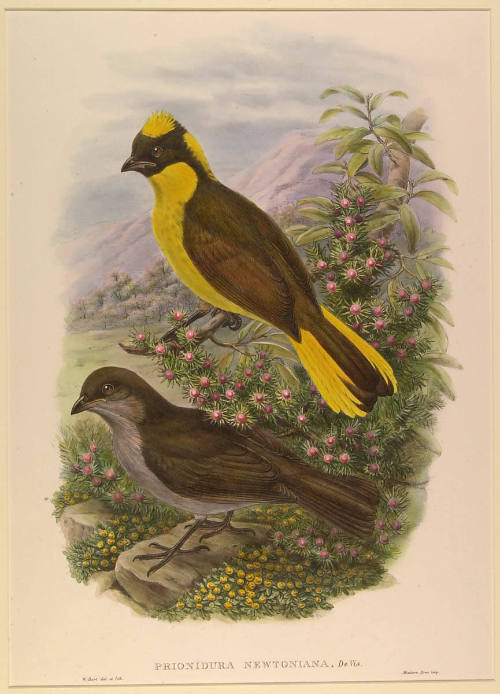 Prionidura Newtonia, De Vis.