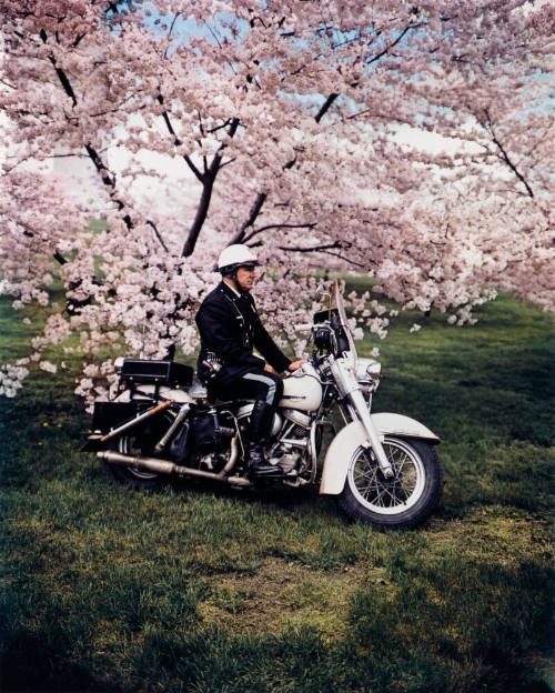 Springtime, Washington, DC