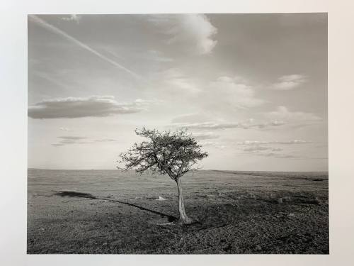 Asiatic Elm, #12-003, Pawnee National Grassland, CO