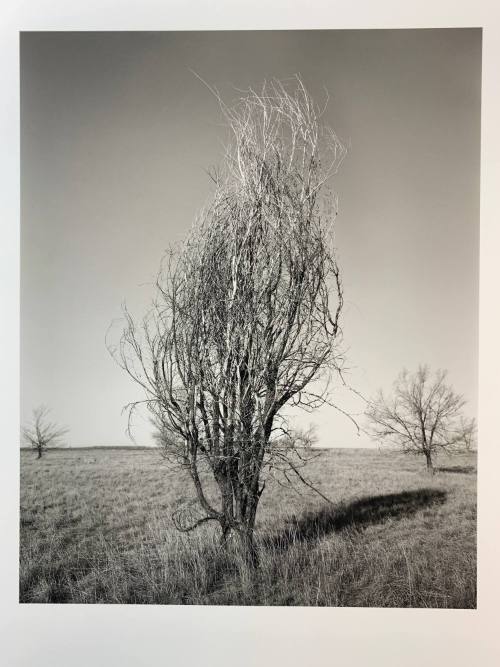 Asiatic Elm, #12-014, Pawnee National Grassland, CO