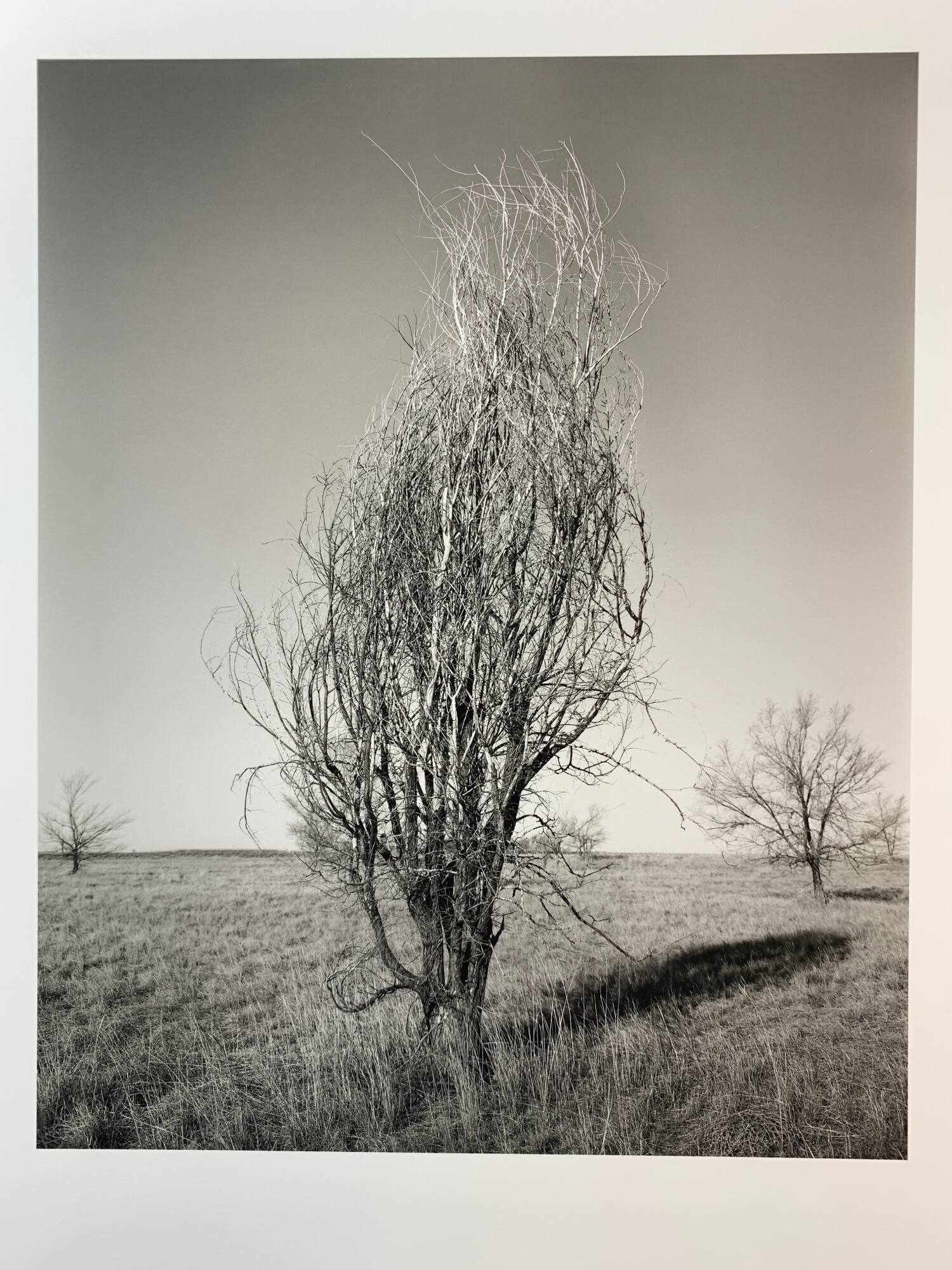 Asiatic Elm, #12-014, Pawnee National Grassland, CO