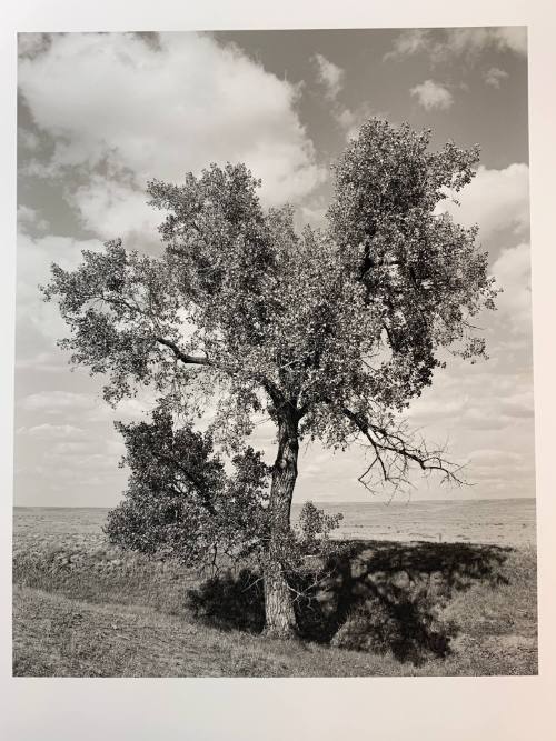 Cottonwood, #12-021, Pawnee National Grassland, CO