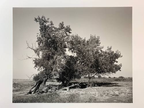 Cottonwoods, #12-029, Pawnee National Grassland, CO