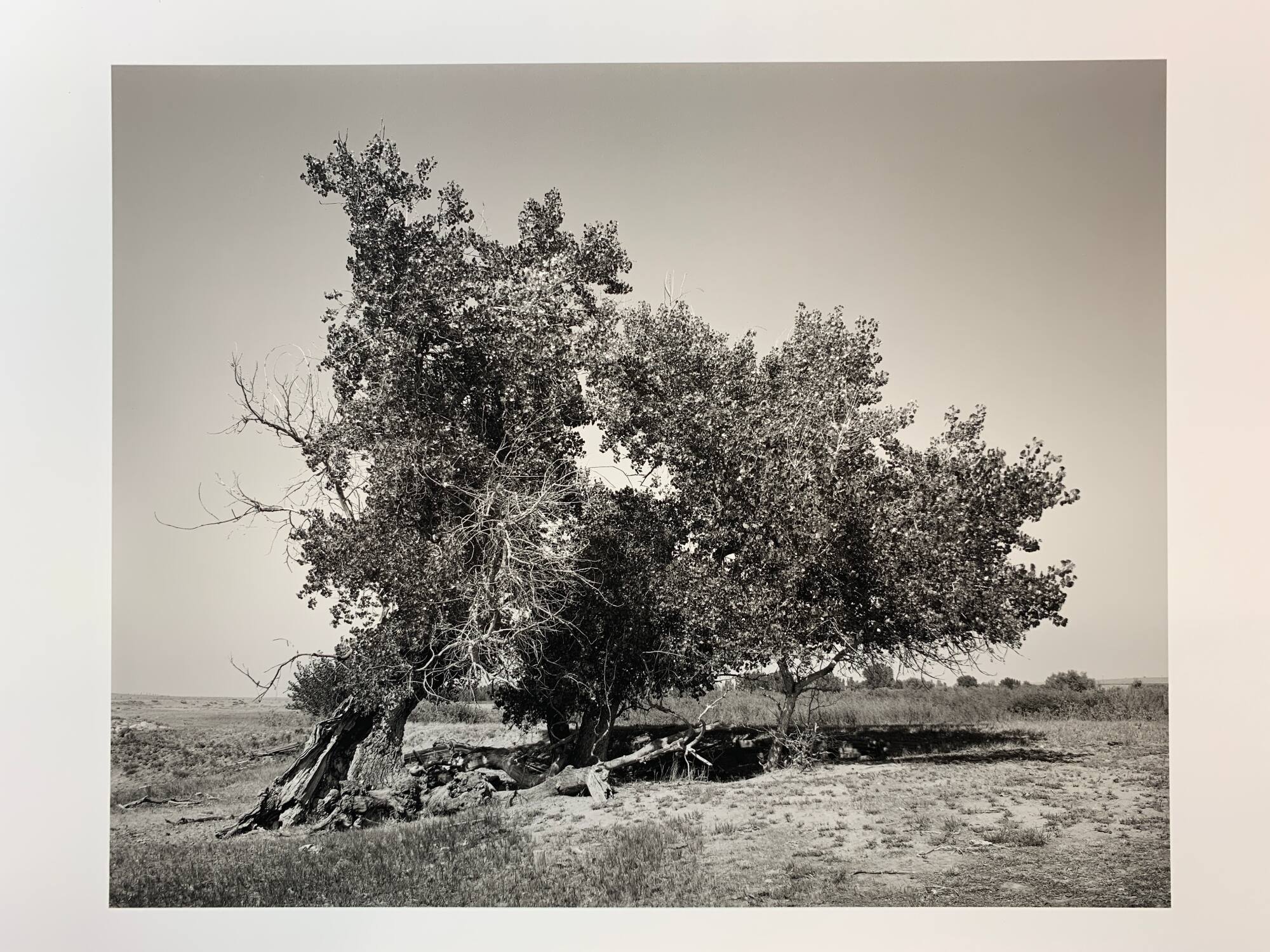 Cottonwoods, #12-029, Pawnee National Grassland, CO