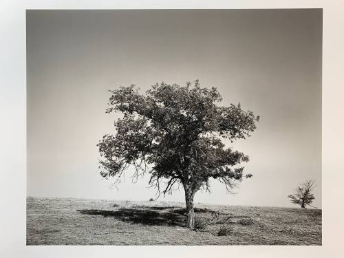 Cottonwood, #12-030, Pawnee National Grassland, CO