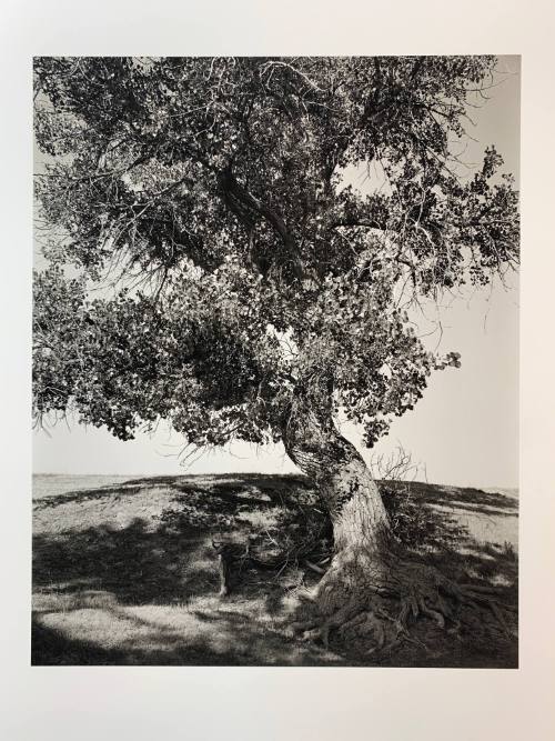 Cottonwood, #12-033,  Pawnee National Grassland, CO
