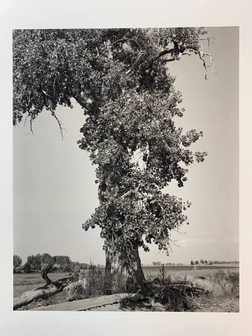 Cottonwood, #12-035, Pawnee National Grassland, CO