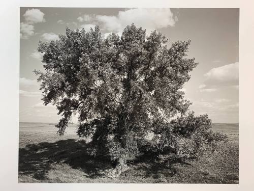 Cottonwood, #12-040, Pawnee National Grassland, CO