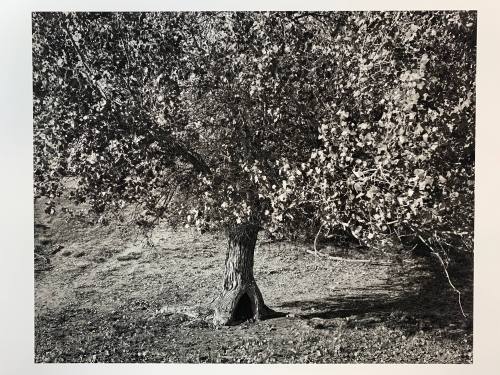 Cottonwood, #12-042, Pawnee National Grassland, CO