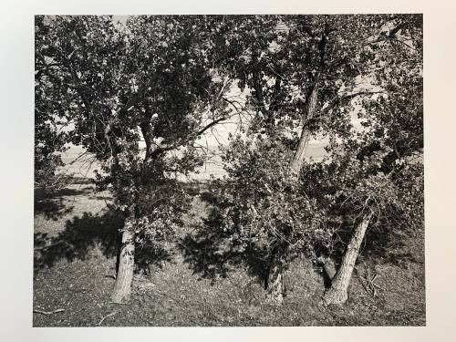 Cottonwoods, #12-045, Pawnee National Grassland, CO