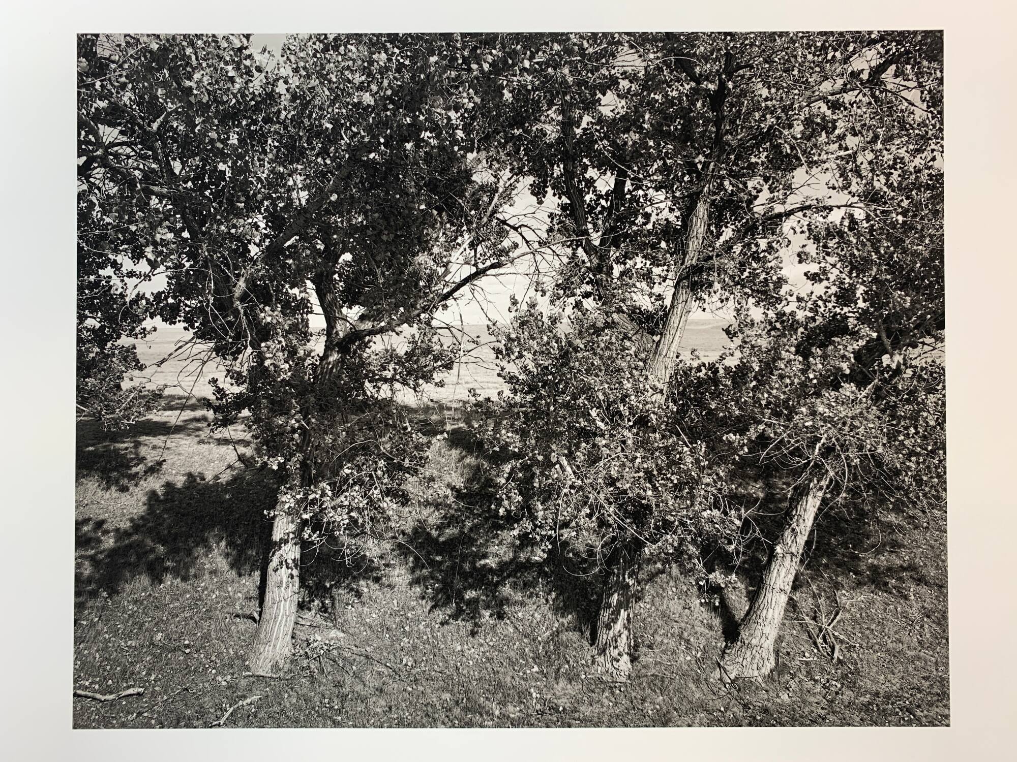 Cottonwoods, #12-045, Pawnee National Grassland, CO