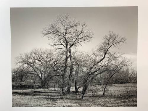 Cottonwoods, #12-054, Pawnee National Grassland, CO
