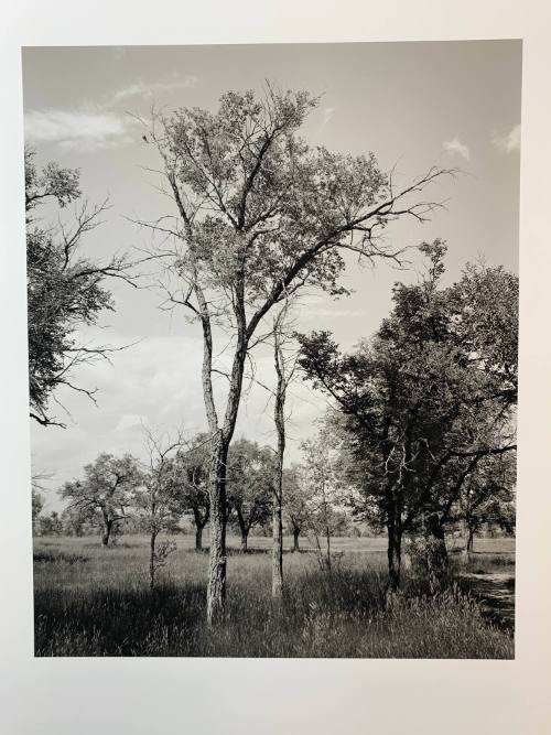 Cottonwoods, #16-004, Pawnee National Grassland, CO