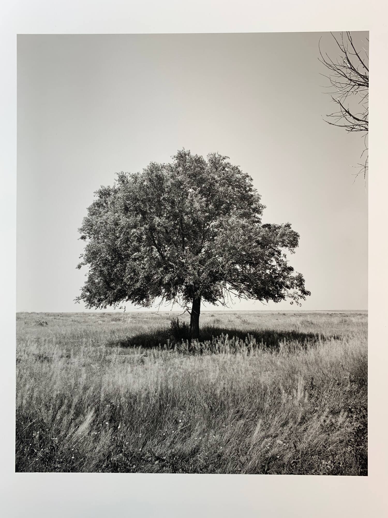 Asiatic Elm, #16-005, Pawnee National Grassland, CO