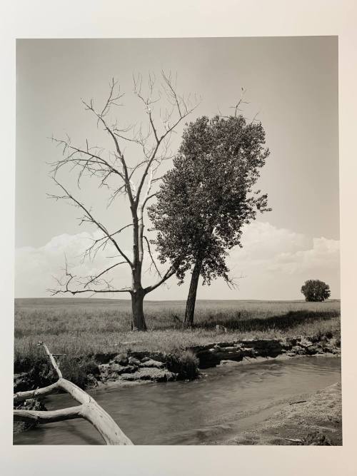 Cottonwoods, #16-006, Pawnee National Grassland, CO