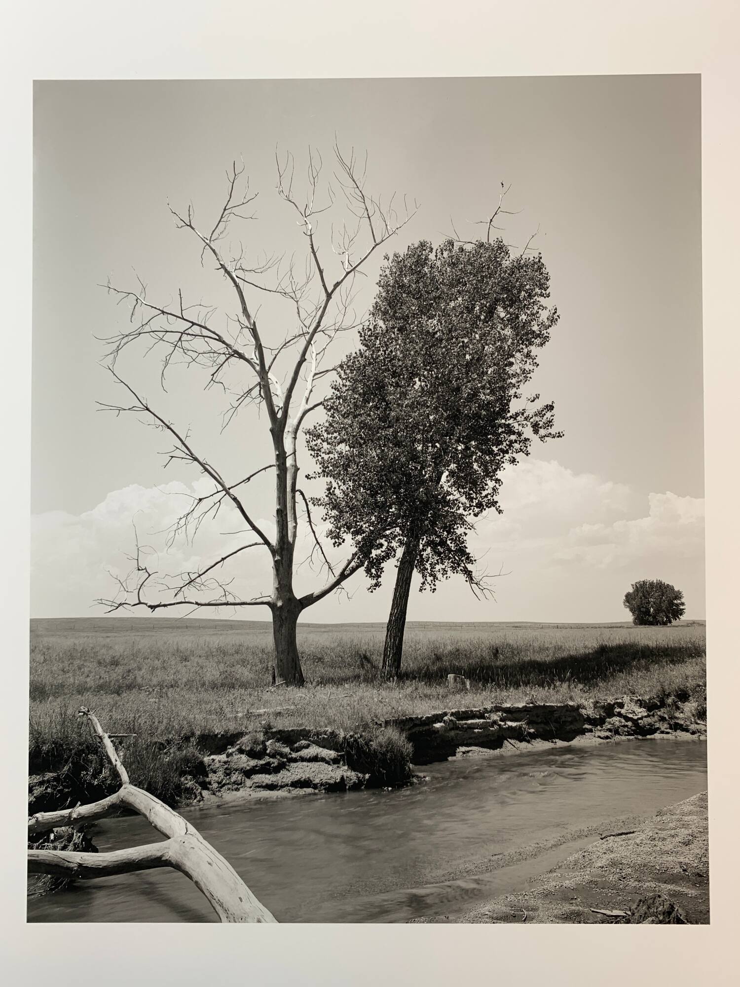 Cottonwoods, #16-006, Pawnee National Grassland, CO
