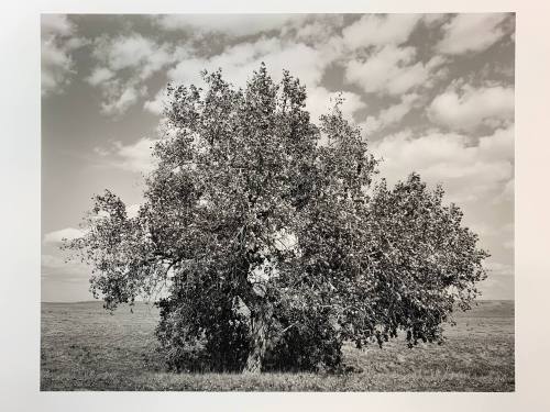 Cottonwood, #12-041, Pawnee National Grassland, CO