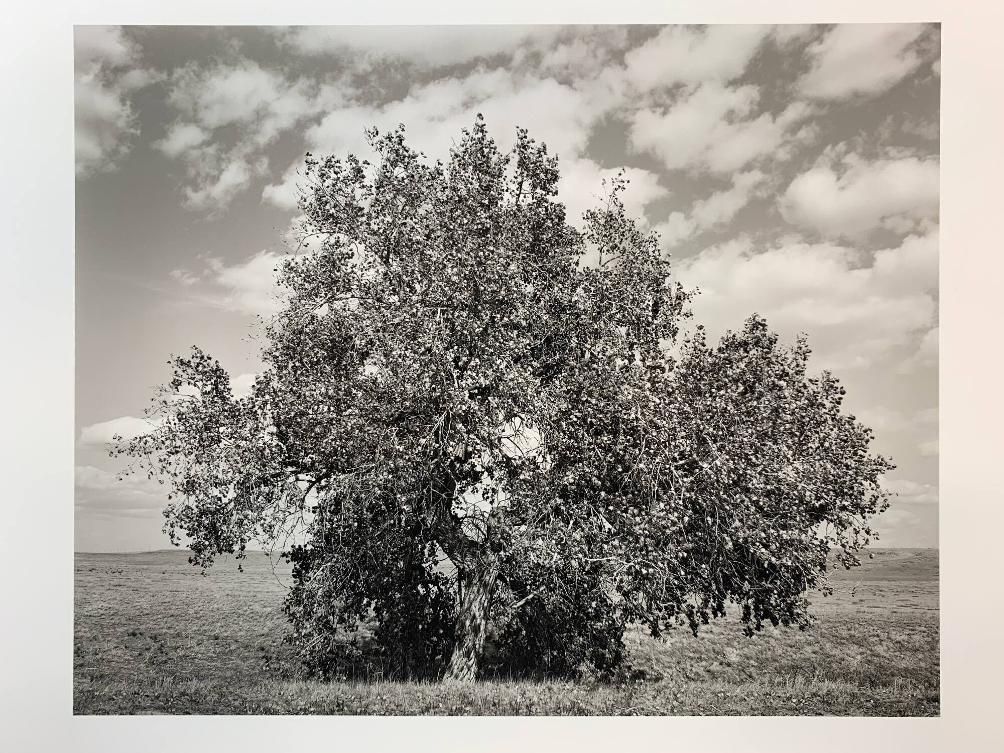 Cottonwood, #12-041, Pawnee National Grassland, CO
