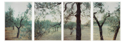 Olive Trees After the Heat