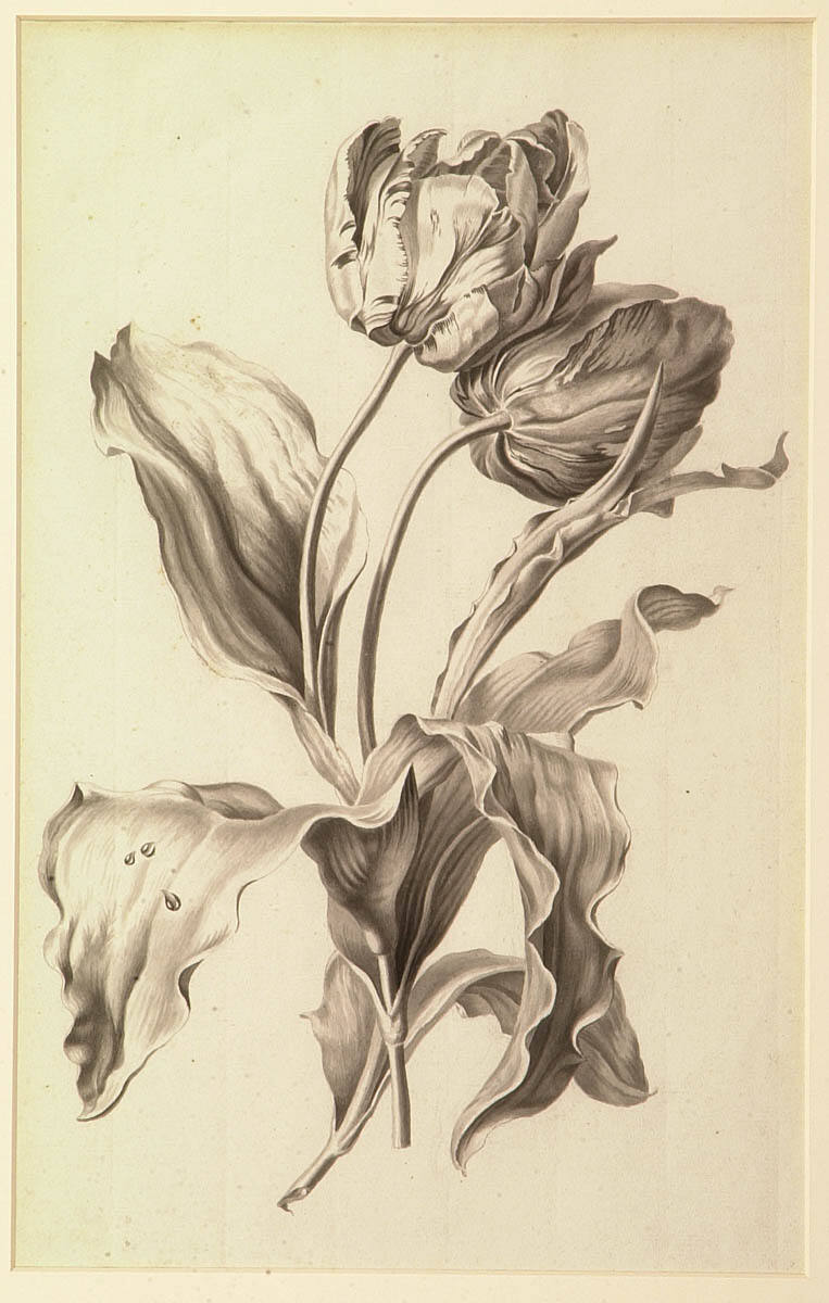 Two Tulips