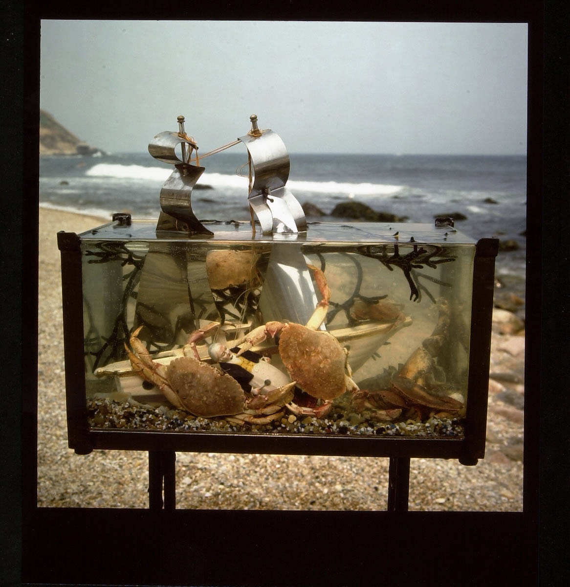 See the Cook Go Down in the Sea of Boiling Star Writhing in Pre Agony, All His Lobsters Knew