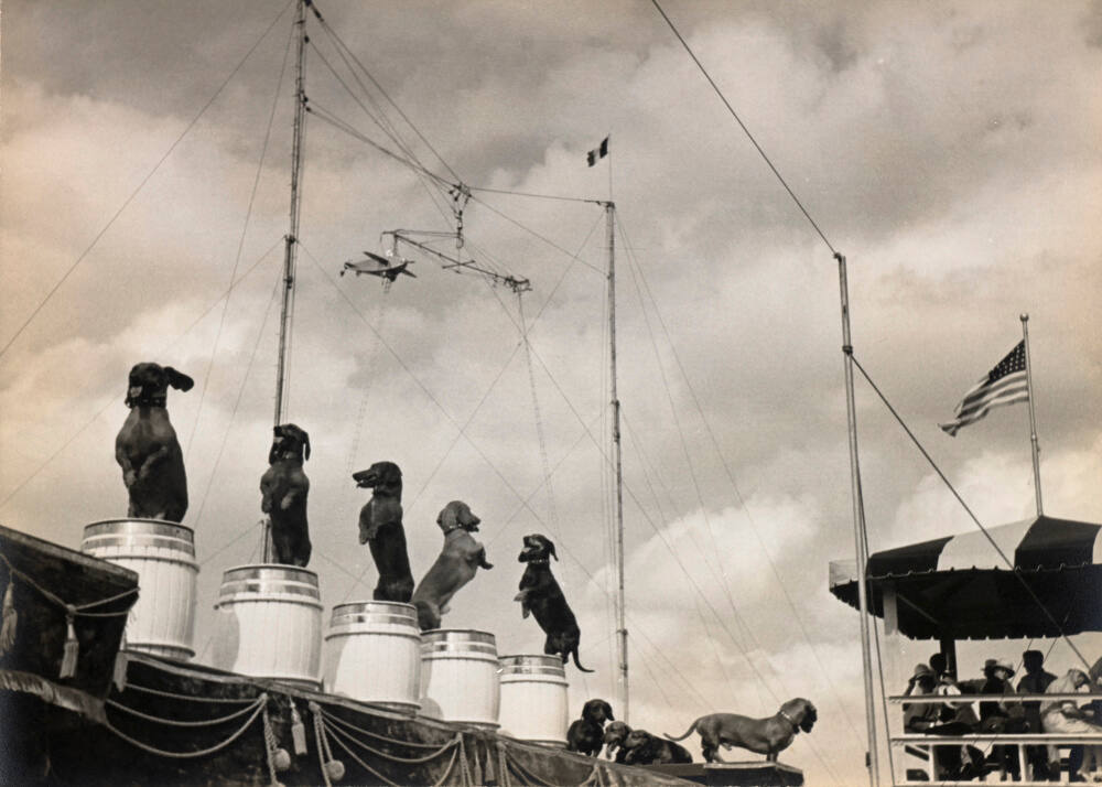 Performing dogs, carnival