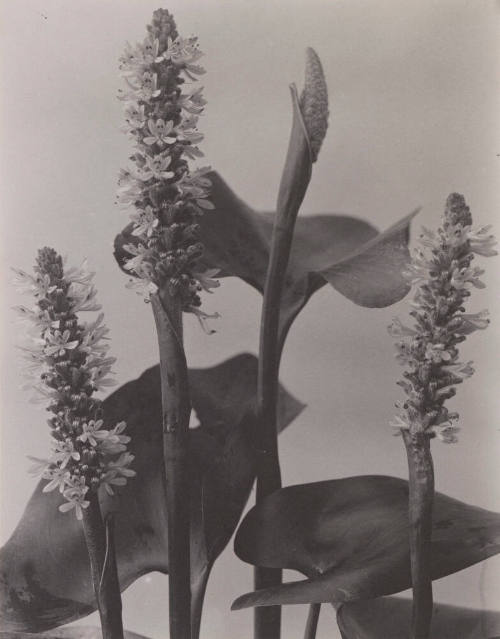 Pontederia Cordata (Pickerel-Weed)