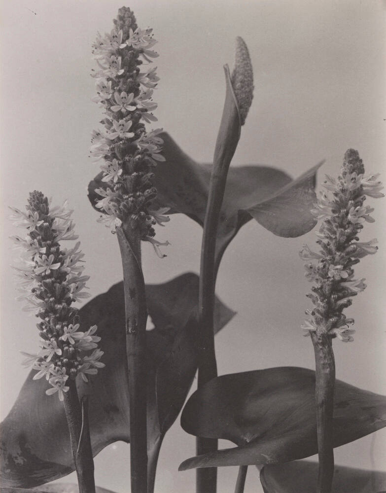Pontederia Cordata (Pickerel-Weed)