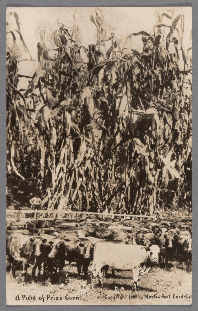 A Field of Prize Corn