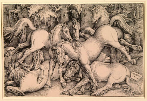 Wild Horses Fighting
