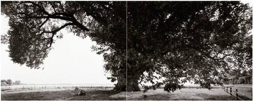 image overall