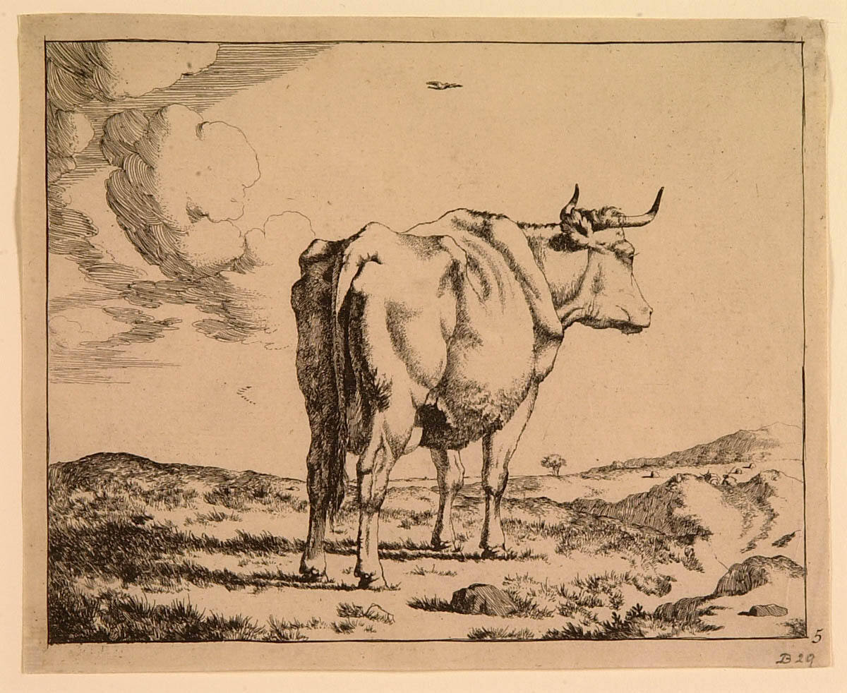 Standing Cow, Seen From the Rear