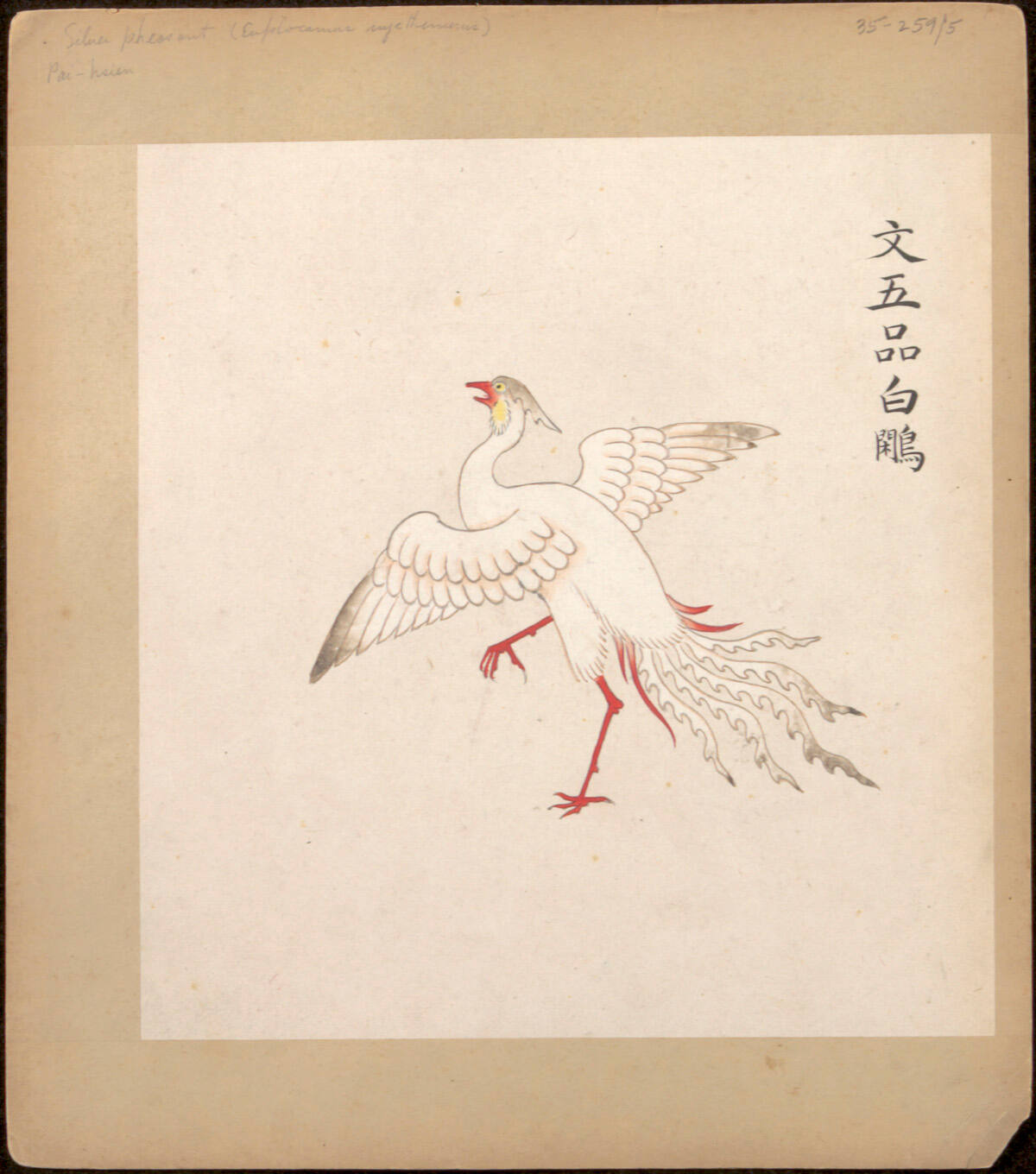 Drawing of a Silver Pheasant, from Illustrated Badges
