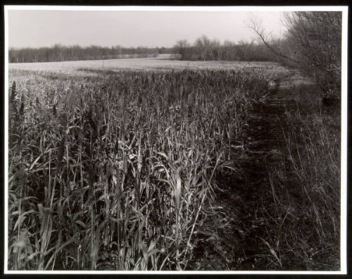 Deer Trail