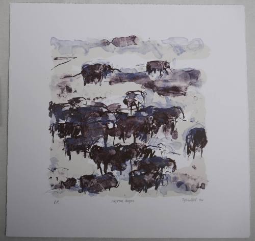 Wichita Angus