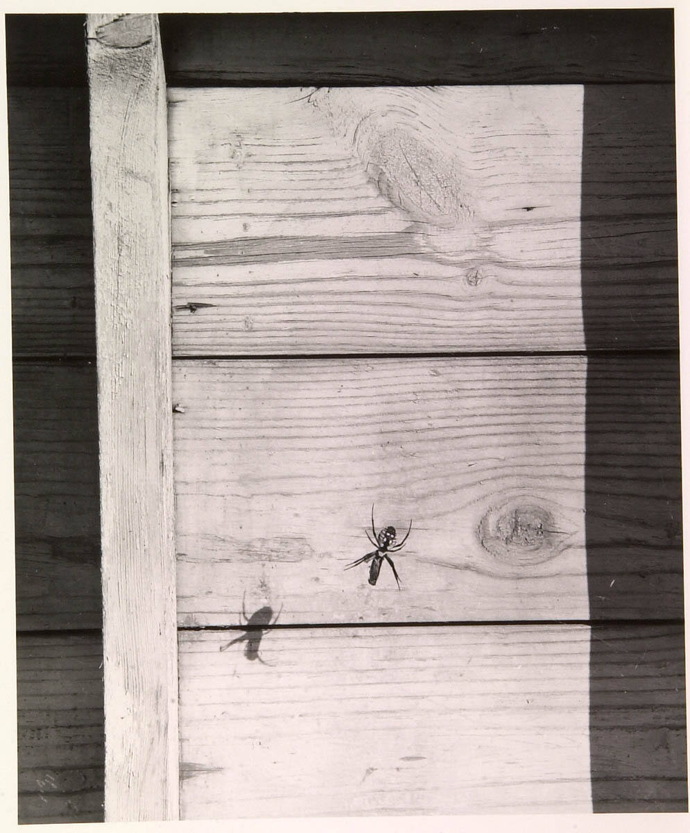 Bug and Board