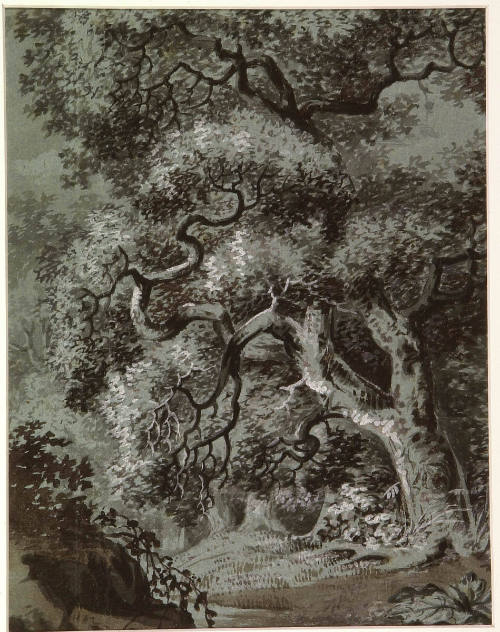 Landscape and Study of Trees