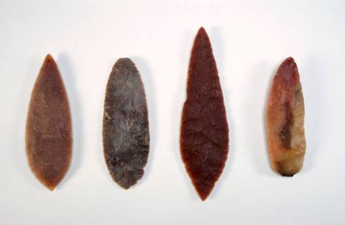 Leaf blade with rounded point