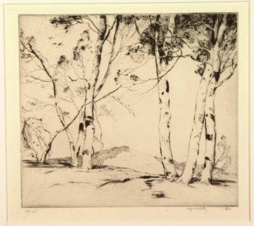 Mountain Birches