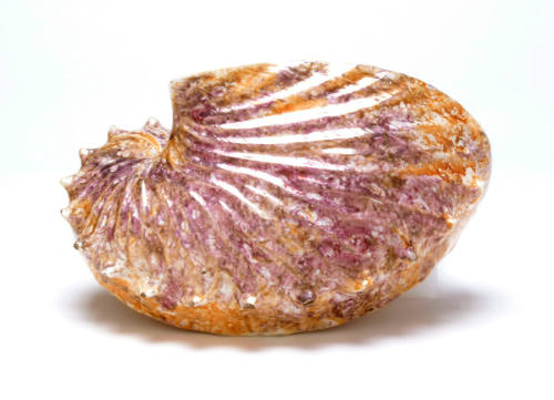 Nautilus Shell Wall Vase