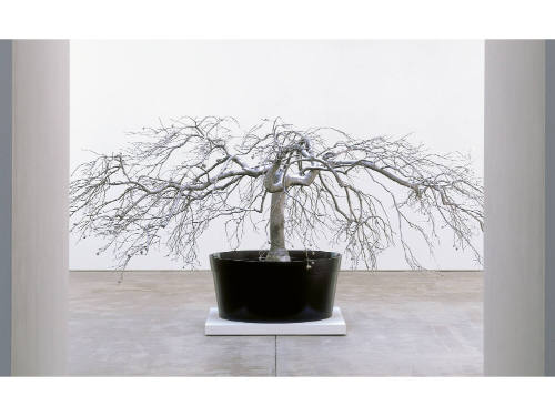 Overall, from artist web site (https://www.ronapondick.com/tree-human-hybrids/crimson-queen-map…