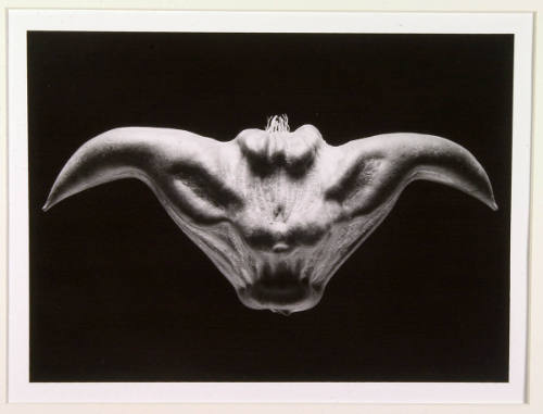 Bull Head (Caltrop, or Water Chestnut)