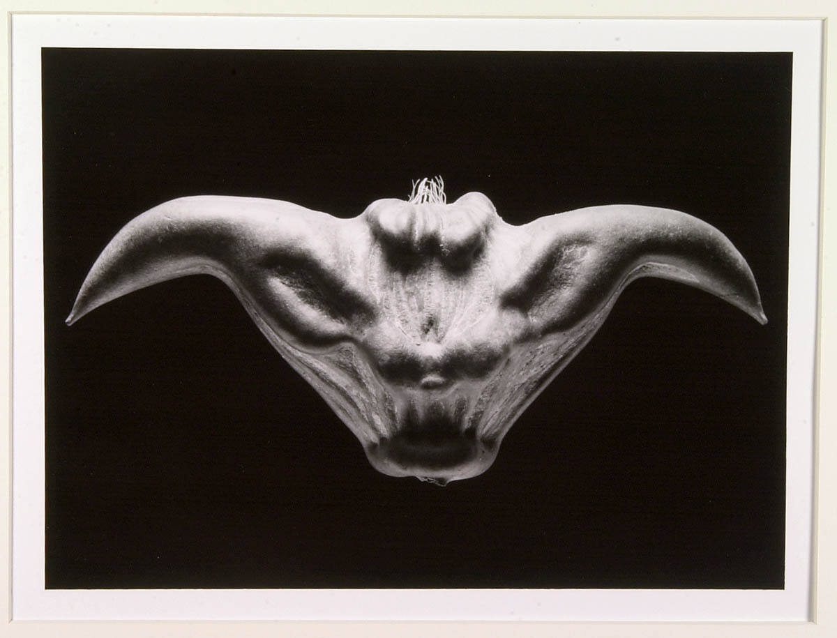 Bull Head (Caltrop, or Water Chestnut)