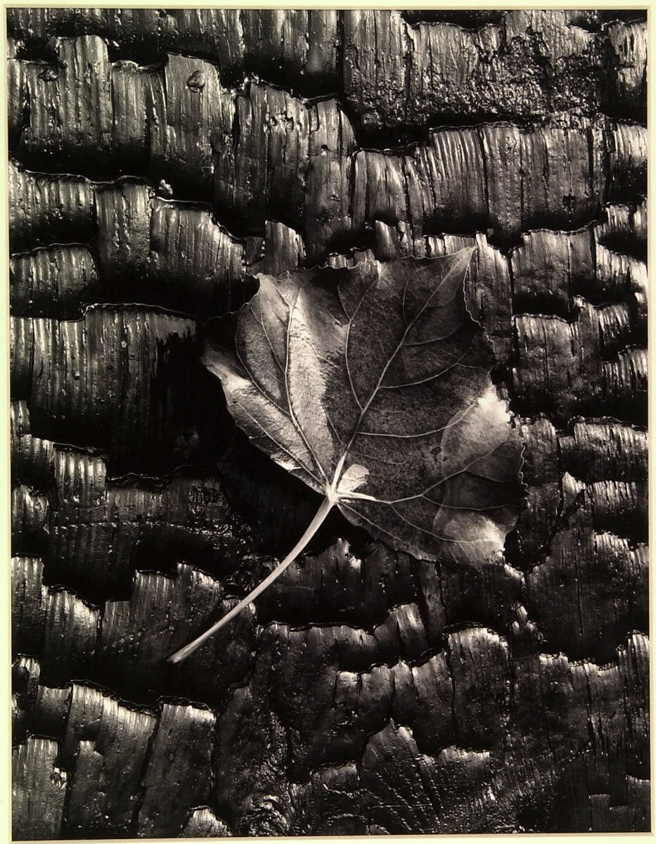 Burnt Wood and Poplar Leaf