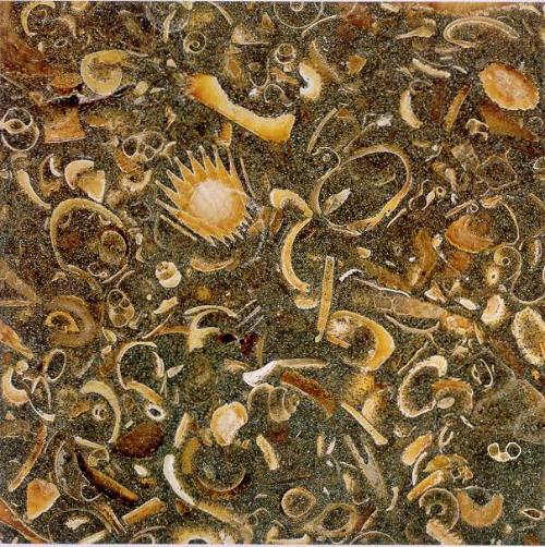 Bivalve Shells