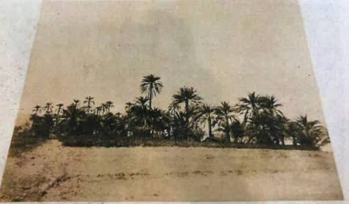 Palmeraie