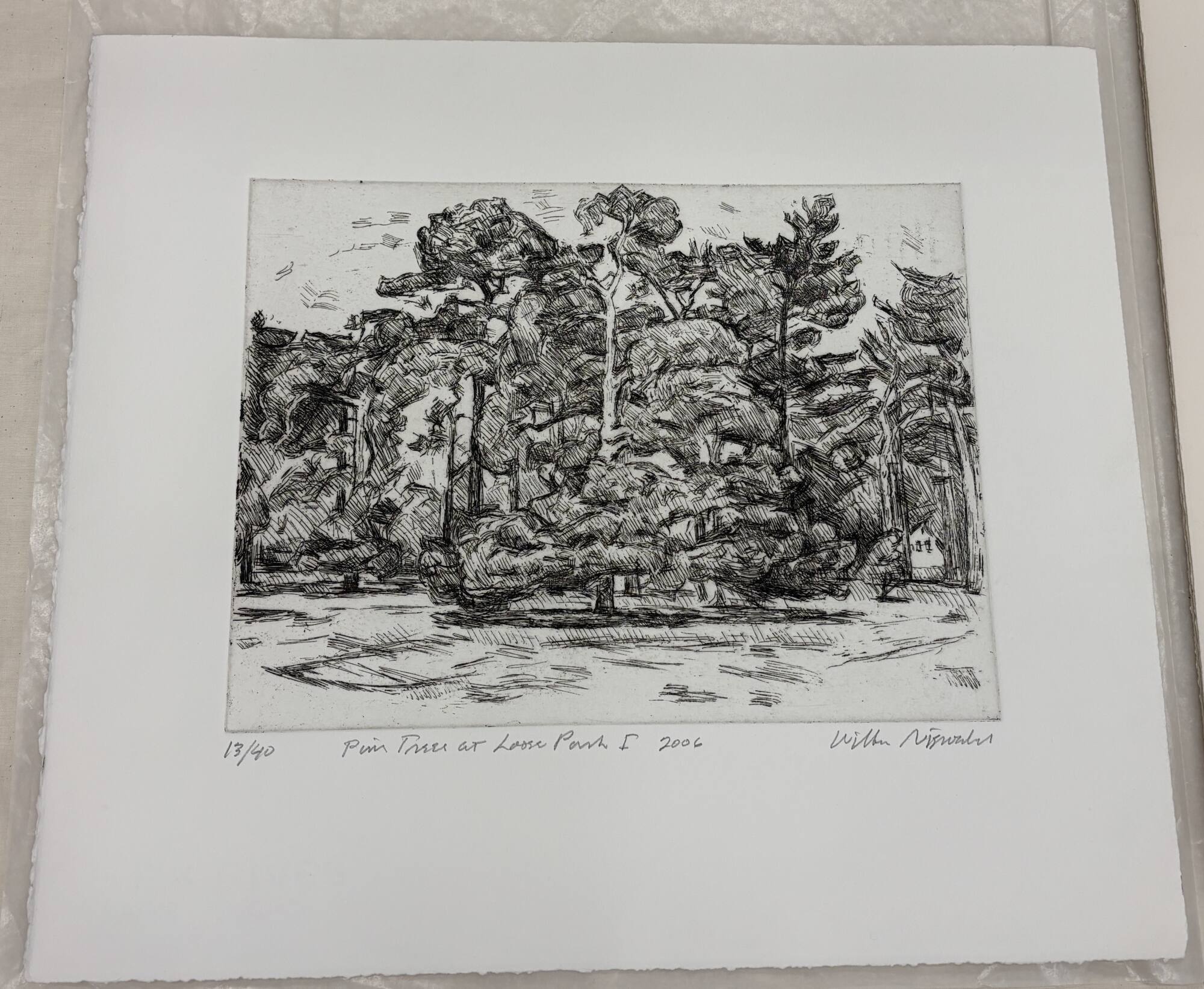 Pine Trees at Loose Park I