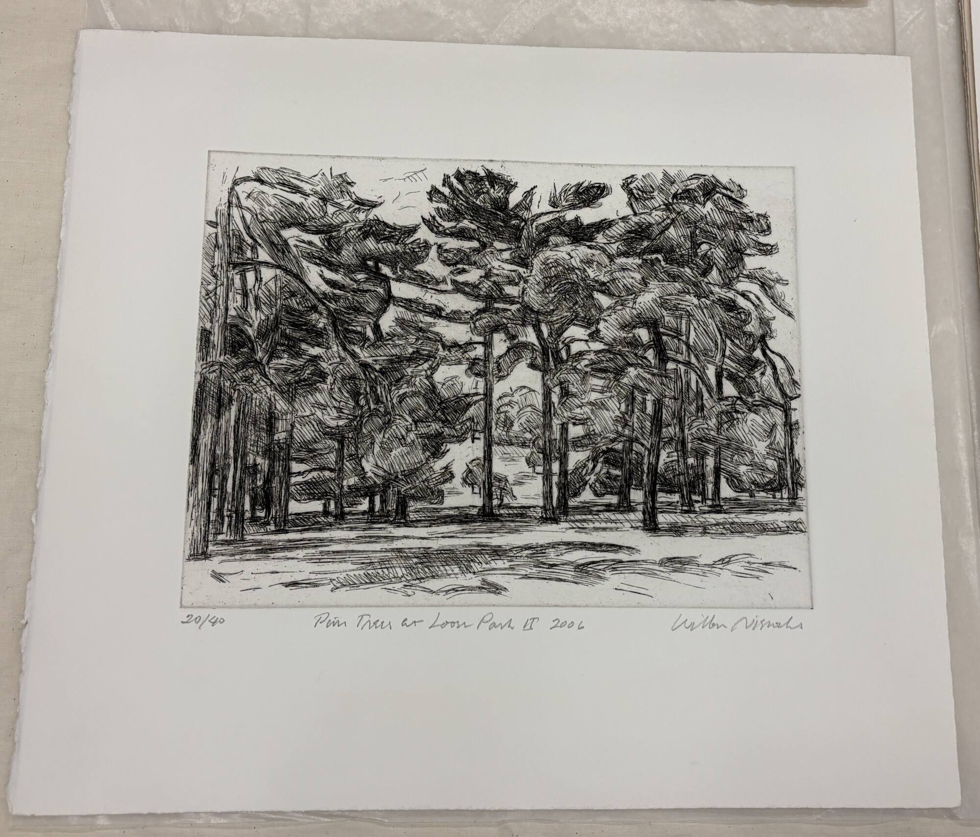 Pine Trees at Loose Park II